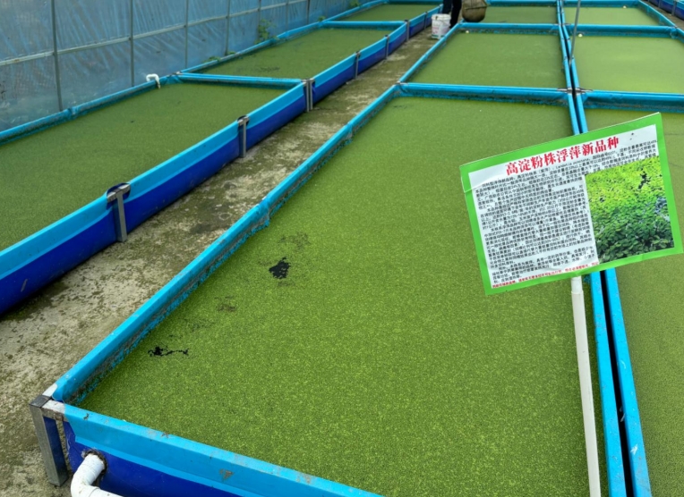 【营养大王·高效淀粉源】饲料型高淀粉浮萍——亩年产6倍淀粉，养殖降本增效利器！