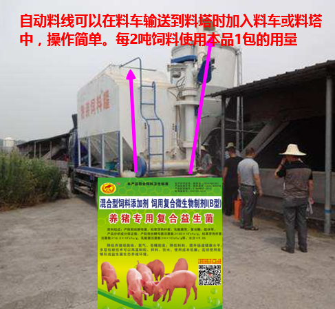 养猪专用复合益生菌添加到自动料线中.png