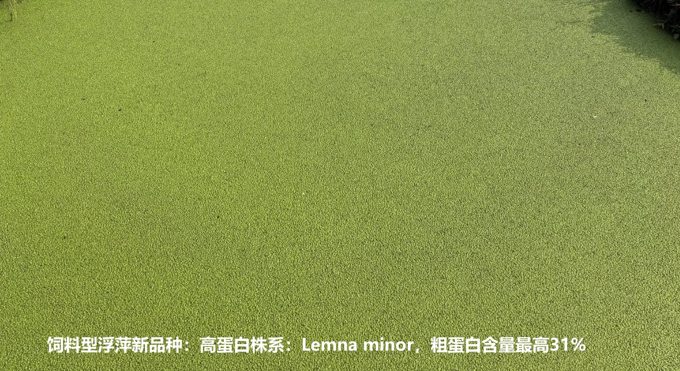 飼料型浮萍新品種：高蛋白株系：Lemna minor，國際編號7868，粗蛋白含量最高31%.jpg