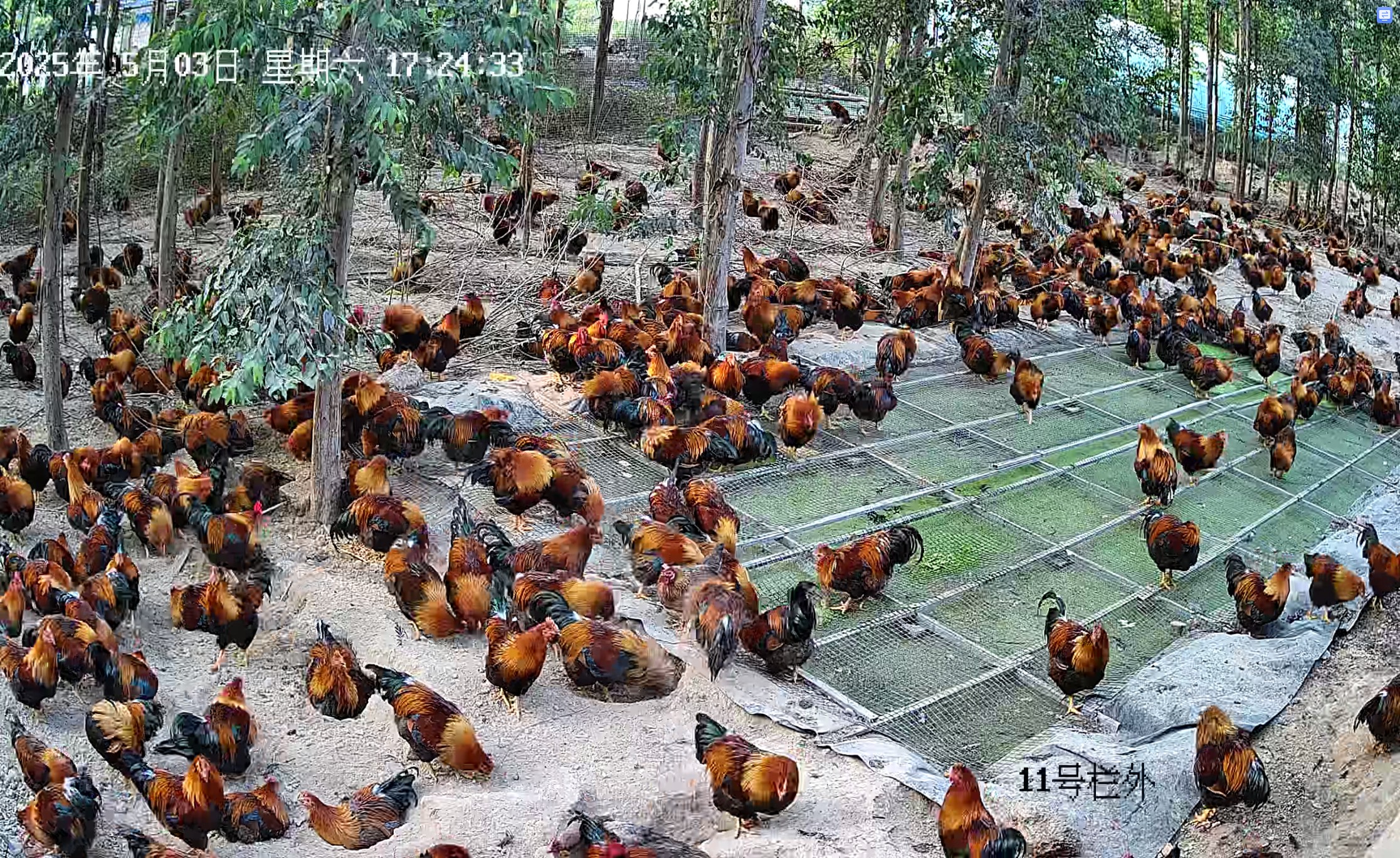 养鸡运动场生产浮萍2.jpg