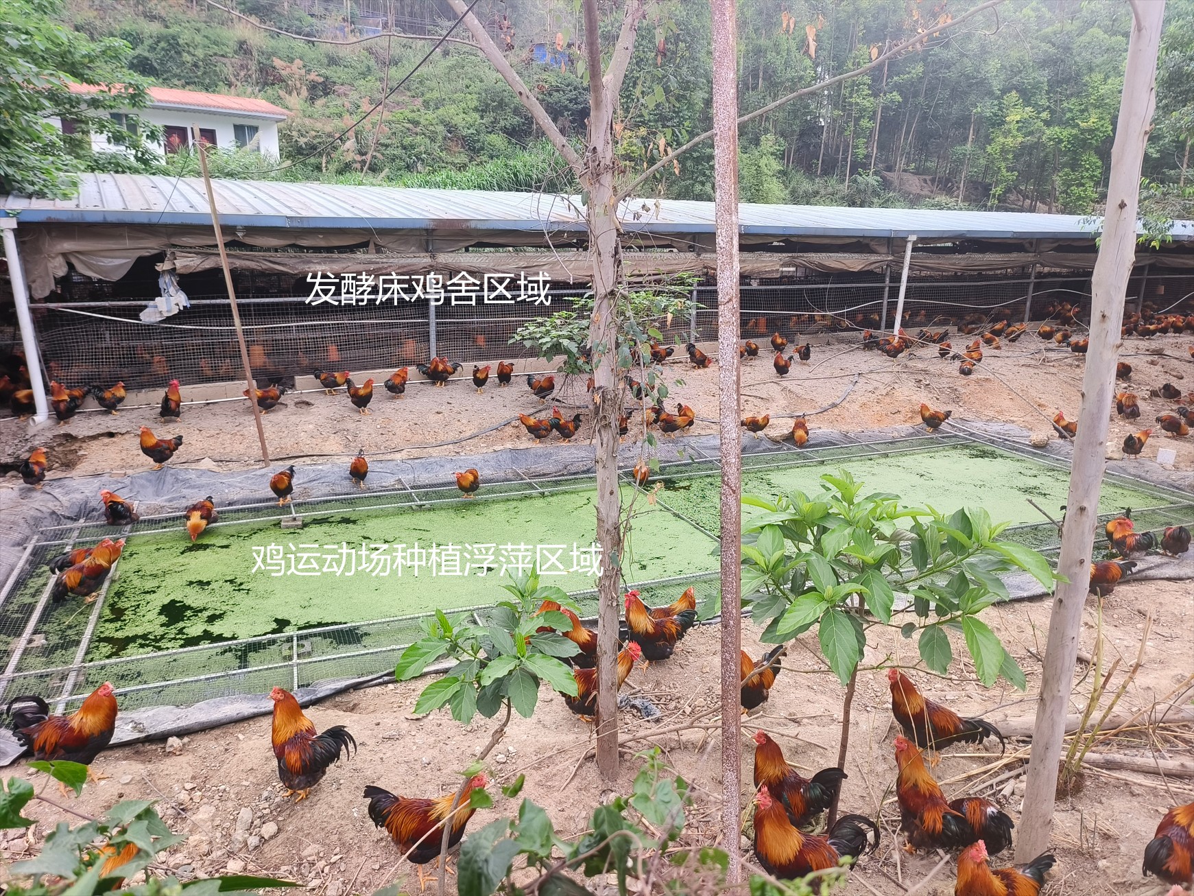 一种在鸡运动场耦合浮萍培养与节粮型低成本养殖的生态循环方法13.jpg