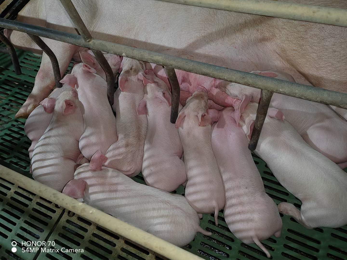 漂亮的母猪仔猪3.jpg