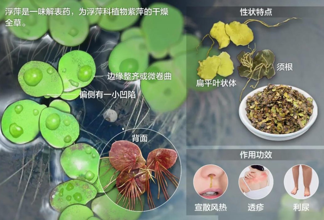 浮萍的药用价值1.jpg