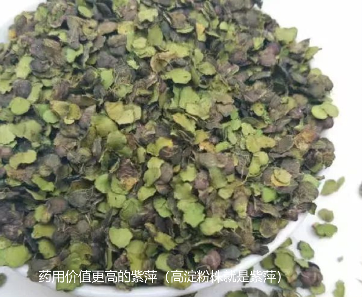 浮萍的药用价值3.jpg