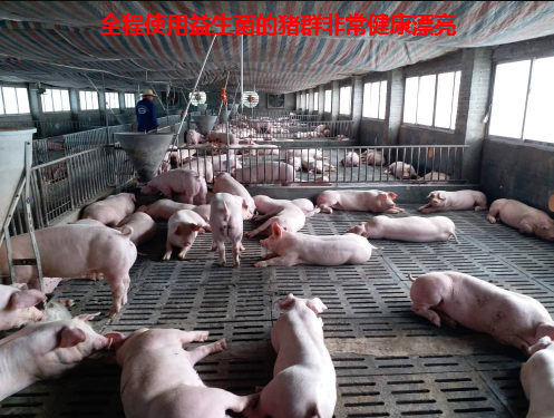养猪专用复合益生菌6.jpg