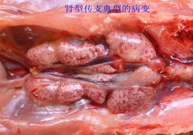微信图片_20250929093732.jpg