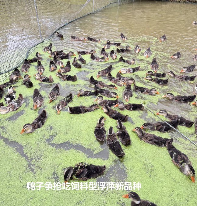 鸭子争抢吃饲料型浮萍新品种.jpg 鸭子争抢吃饲料型浮萍新品种.jpg