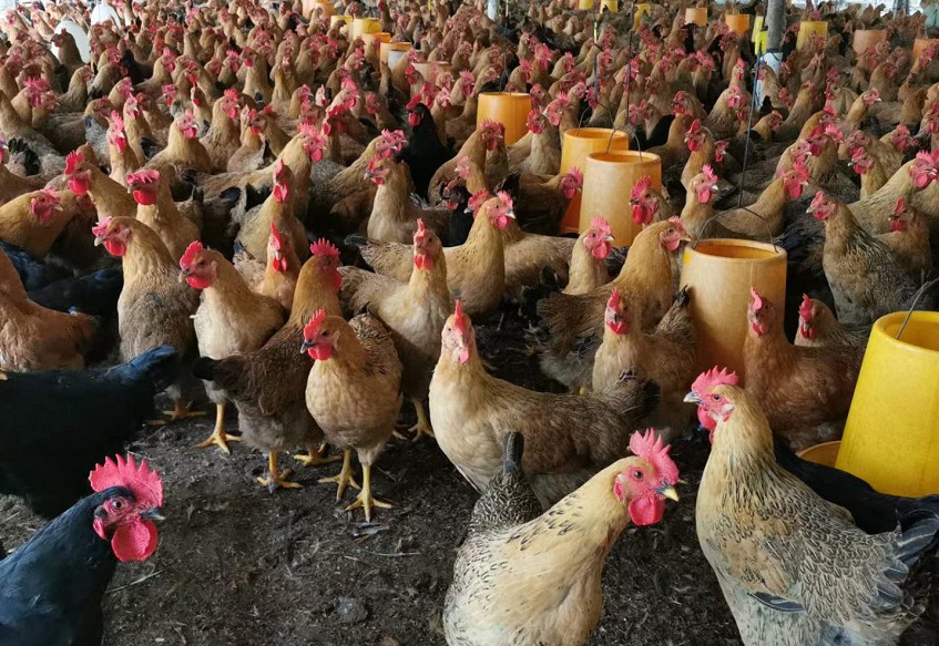 采用养鸡专用复合益生菌高密度饲养的土鸡养殖现场4.jpg 采用养鸡专用复合益生菌高密度饲养的土鸡养殖现场4.jpg