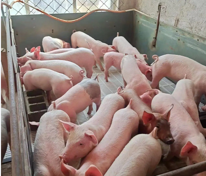 截图20251219101258.png 截图20251219101258.png