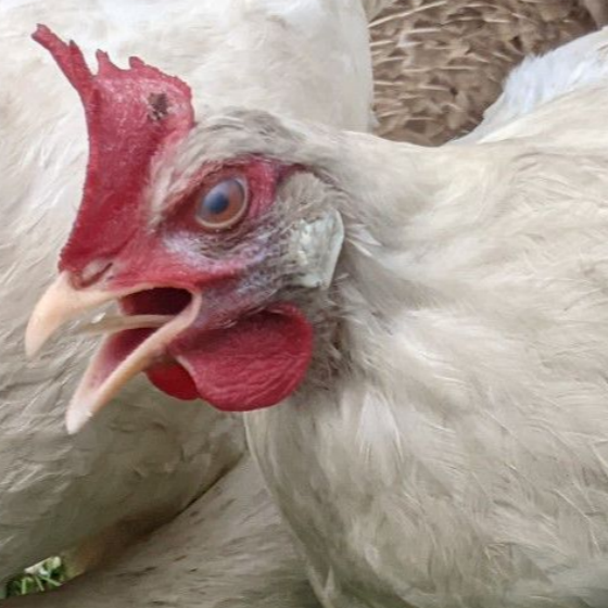 QQ图片20251217104448.png QQ图片20251217104448.png