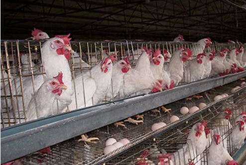 这是一张蛋鸡补钙注重这些提高收益的配图 蛋鸡补钙注重这些提高收益-图片版权归惠农网所有