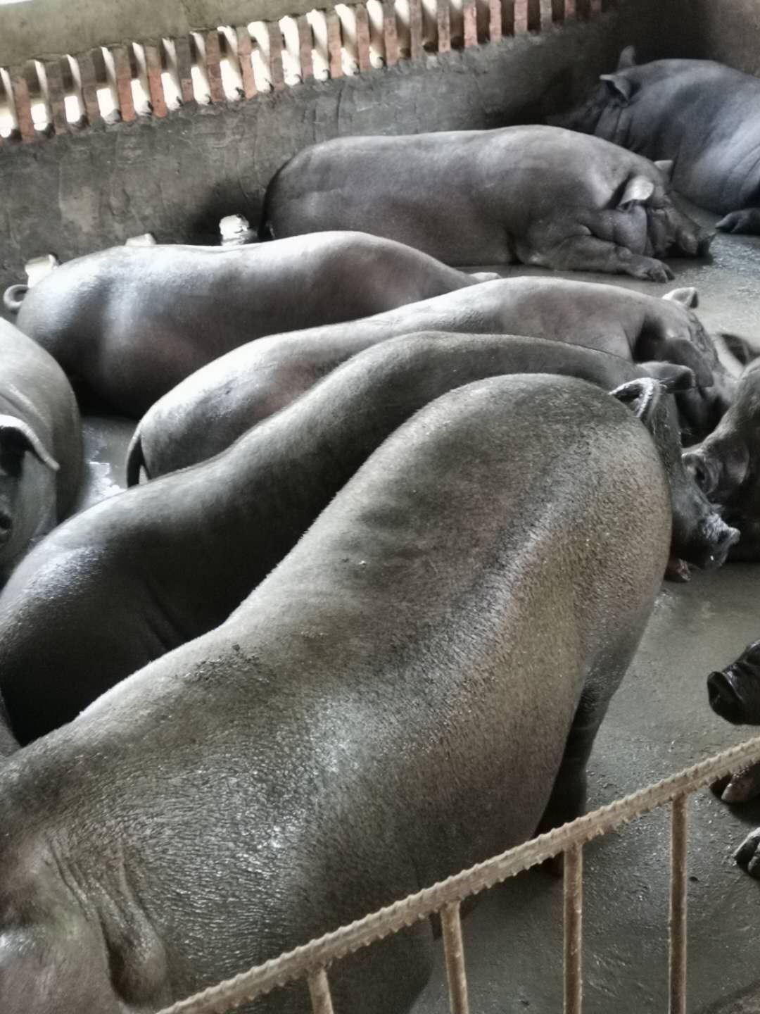 发酵中草药养黑猪8.jpg 发酵中草药养黑猪8.jpg