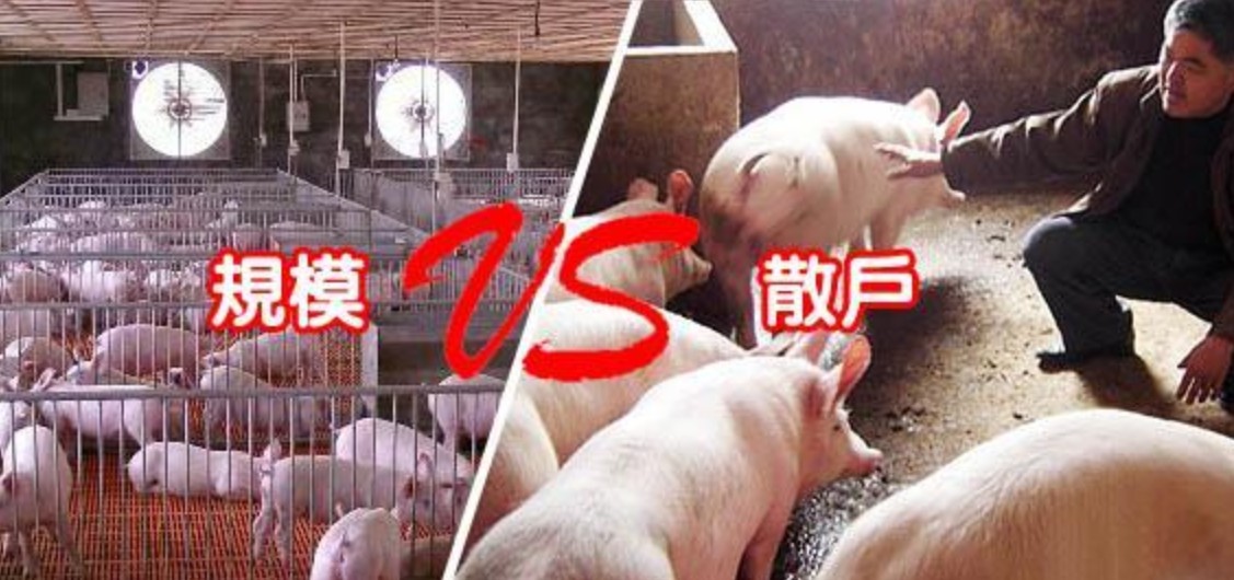 规模猪场VS散养猪场.jpg