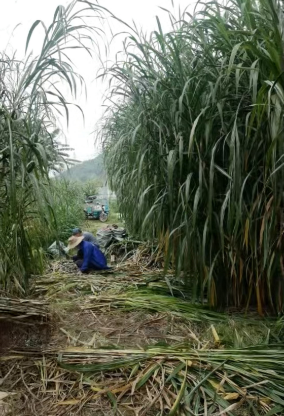 DE8A8675AE5A0FB4BC7B5929C7E78E9A.png DE8A8675AE5A0FB4BC7B5929C7E78E9A.png