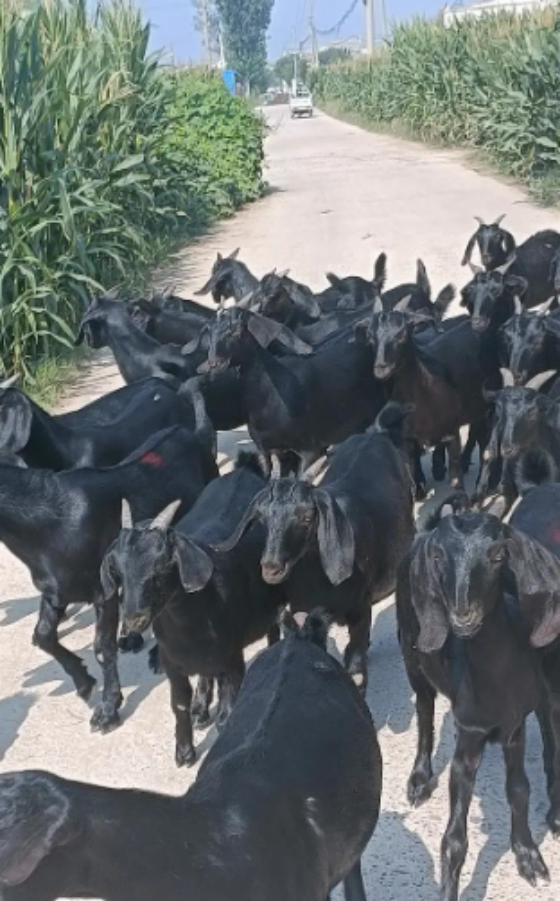 be154f2e22db2d14285ed597331cf4c3.png be154f2e22db2d14285ed597331cf4c3.png