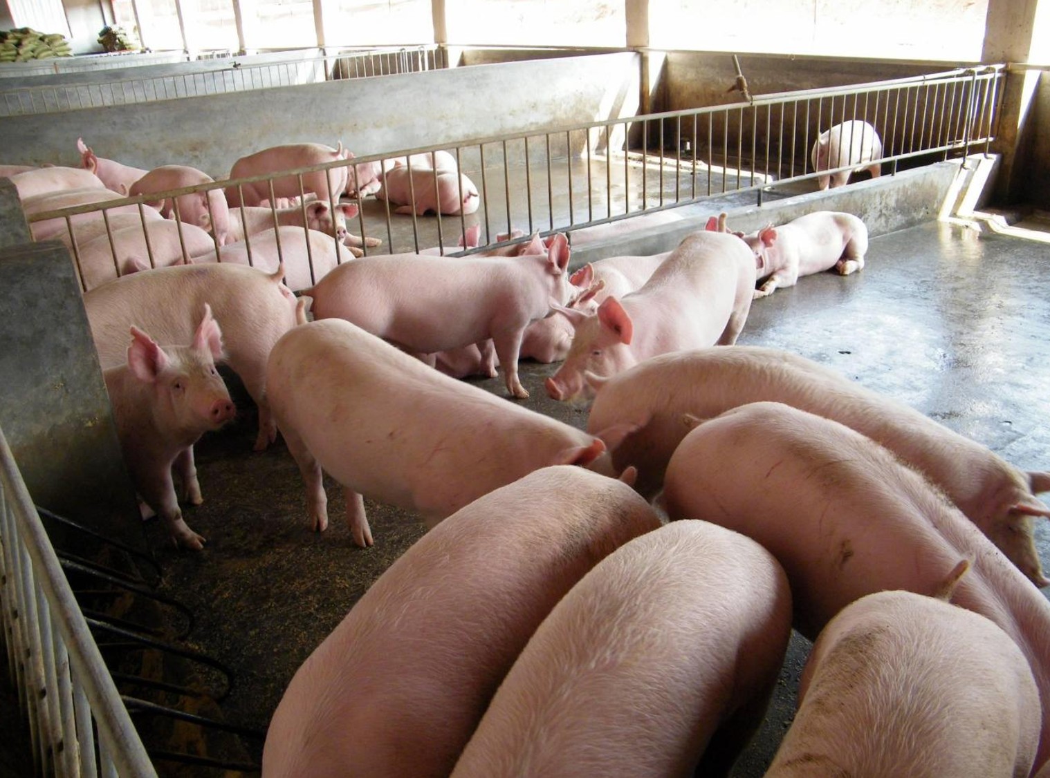 中小猪场1.jpg 中小猪场1.jpg