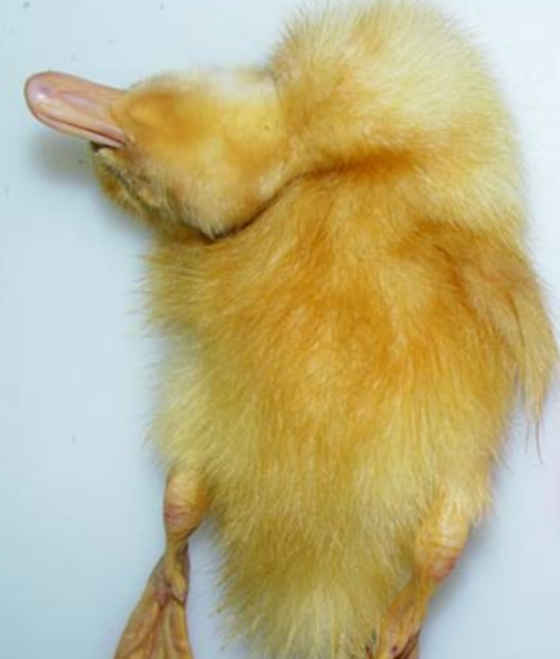 7f7b4ff8b162fb954d87db8a75eda4c2.png 7f7b4ff8b162fb954d87db8a75eda4c2.png