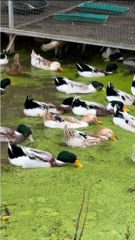 QQ图片20250117131837.png QQ图片20250117131837.png