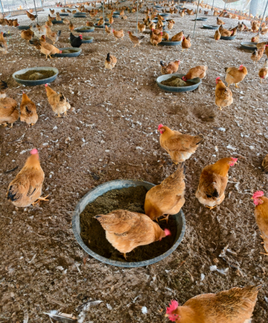 b82ae00233d86458cab7c06be9206577_17732160658072554.png b82ae00233d86458cab7c06be9206577_17732160658072554.png