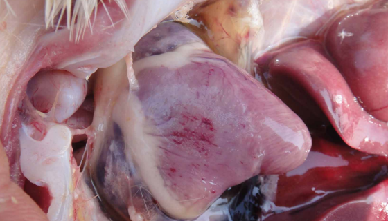 654e19be11d6884e835f62ca6ba3e485.png 654e19be11d6884e835f62ca6ba3e485.png