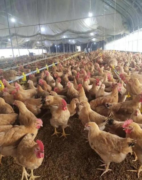 c56a51098f34eb423e504252ff6b3681_17738021777018553.jpg c56a51098f34eb423e504252ff6b3681_17738021777018553.jpg