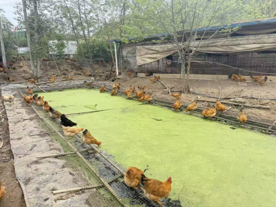 0F5FDC43245687A0CF2542E258C104CF.png 0F5FDC43245687A0CF2542E258C104CF.png