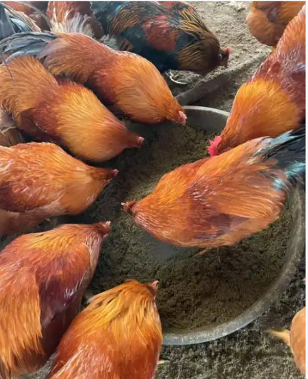 截图20260320100208.png 截图20260320100208.png