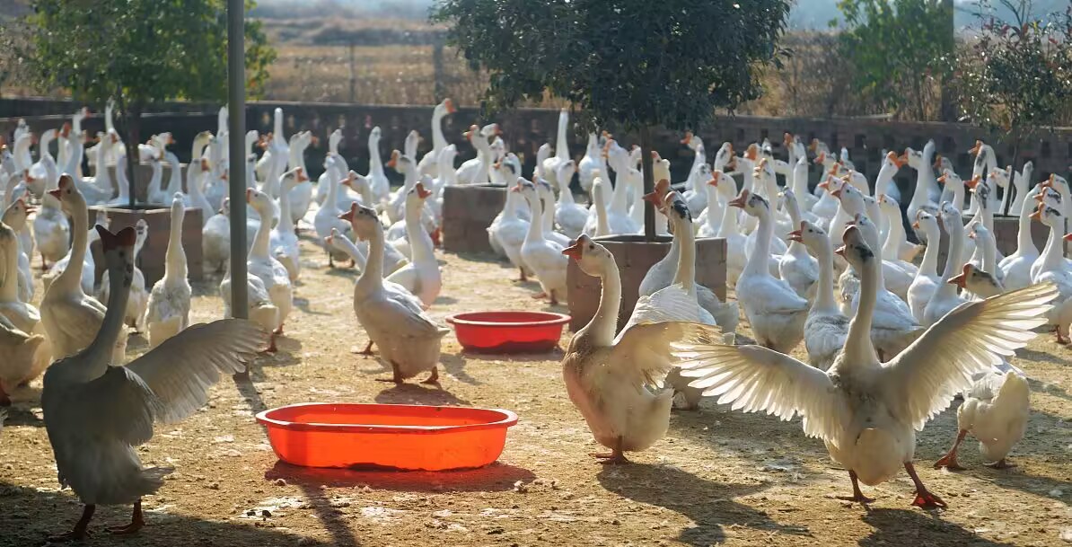 2c1831e4362bb44b4cdc7c1ef507ce4a_720.jpg 2c1831e4362bb44b4cdc7c1ef507ce4a_720.jpg