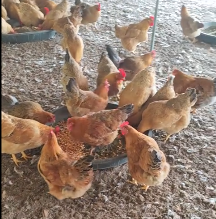 截图20260312102800.png 截图20260312102800.png