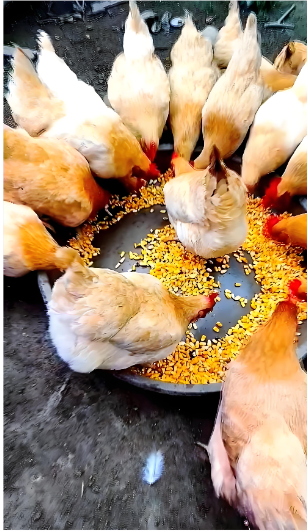 cdd9fe4e-2db5-4aff-bfbb-90b805faa45f.png cdd9fe4e-2db5-4aff-bfbb-90b805faa45f.png