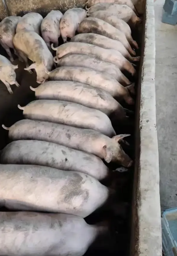 截屏2026-03-31 15.59.06.png 截屏2026-03-31 15.59.06.png