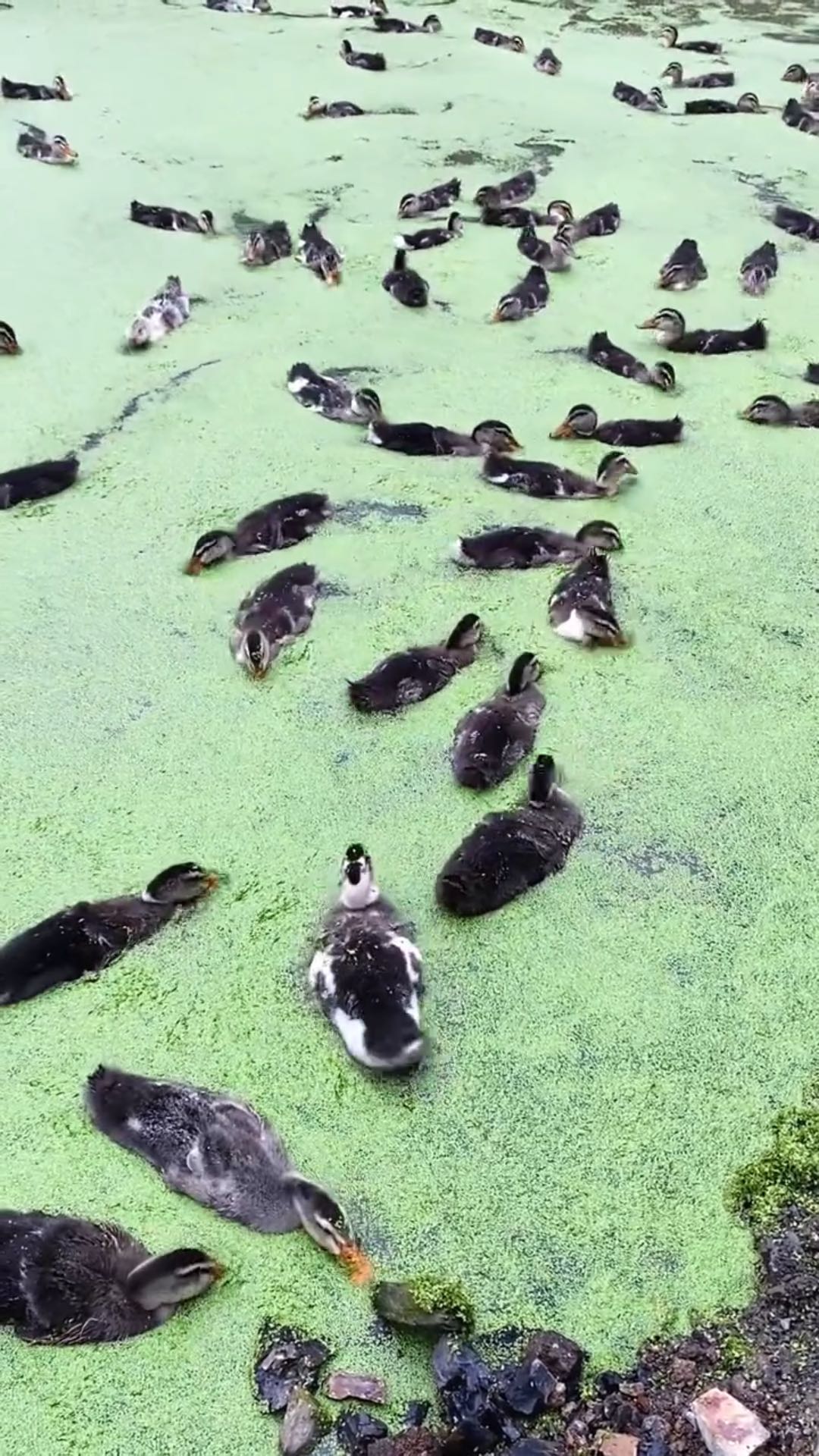 ebf6d3c67ea7a555443195d4af9774c5_17587849815952467.jpg ebf6d3c67ea7a555443195d4af9774c5_17587849815952467.jpg