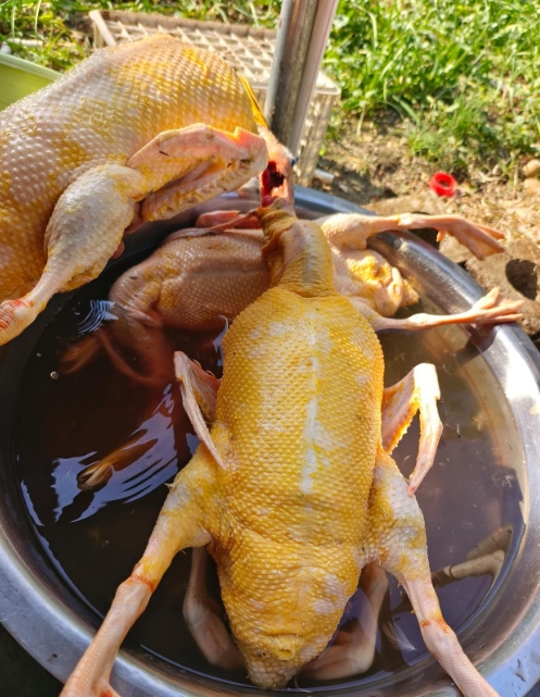 61bad18d8e166fa0b1d494c3452e2bb3_17587852595133711.jpg 61bad18d8e166fa0b1d494c3452e2bb3_17587852595133711.jpg