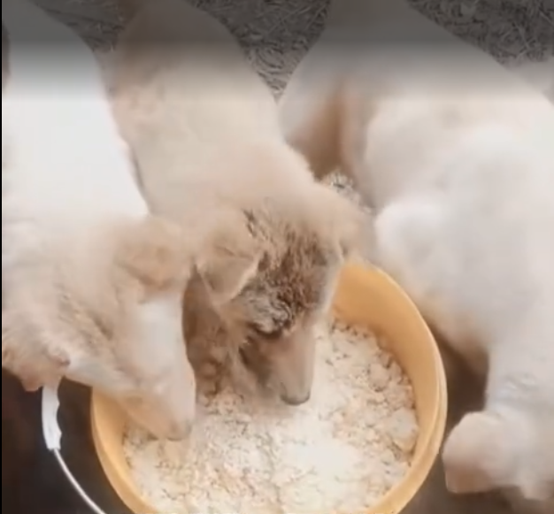 截图20260402095016.png 截图20260402095016.png