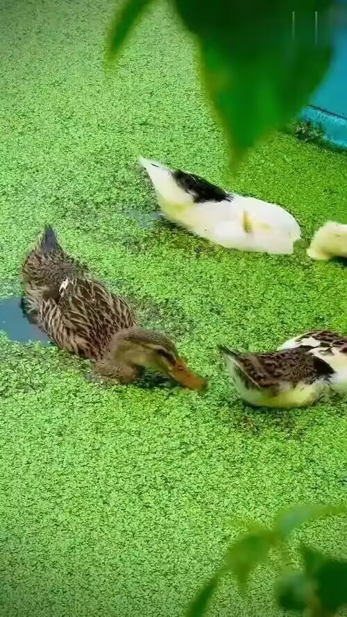 da5a0fced3e0b23c465d8ae85ee5a366_720.jpg da5a0fced3e0b23c465d8ae85ee5a366_720.jpg