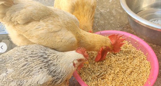 CEC73D58F113D631013C646718745AA7.png CEC73D58F113D631013C646718745AA7.png