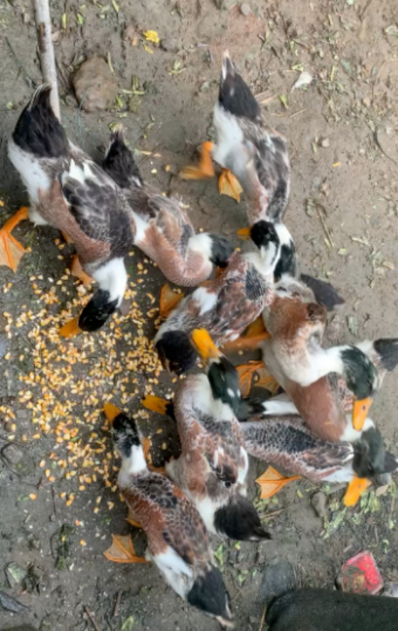 008799401C20701A53A5B5DEDDE1727D.png 008799401C20701A53A5B5DEDDE1727D.png