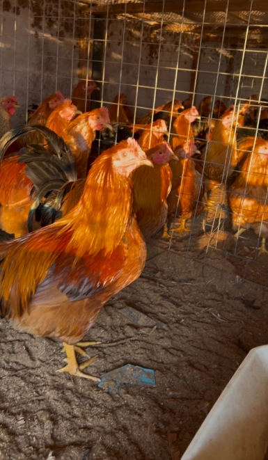 17732809334339262.jpg 17732809334339262.jpg