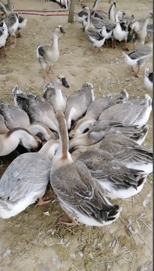 截屏2026-04-21 09.41.13.png