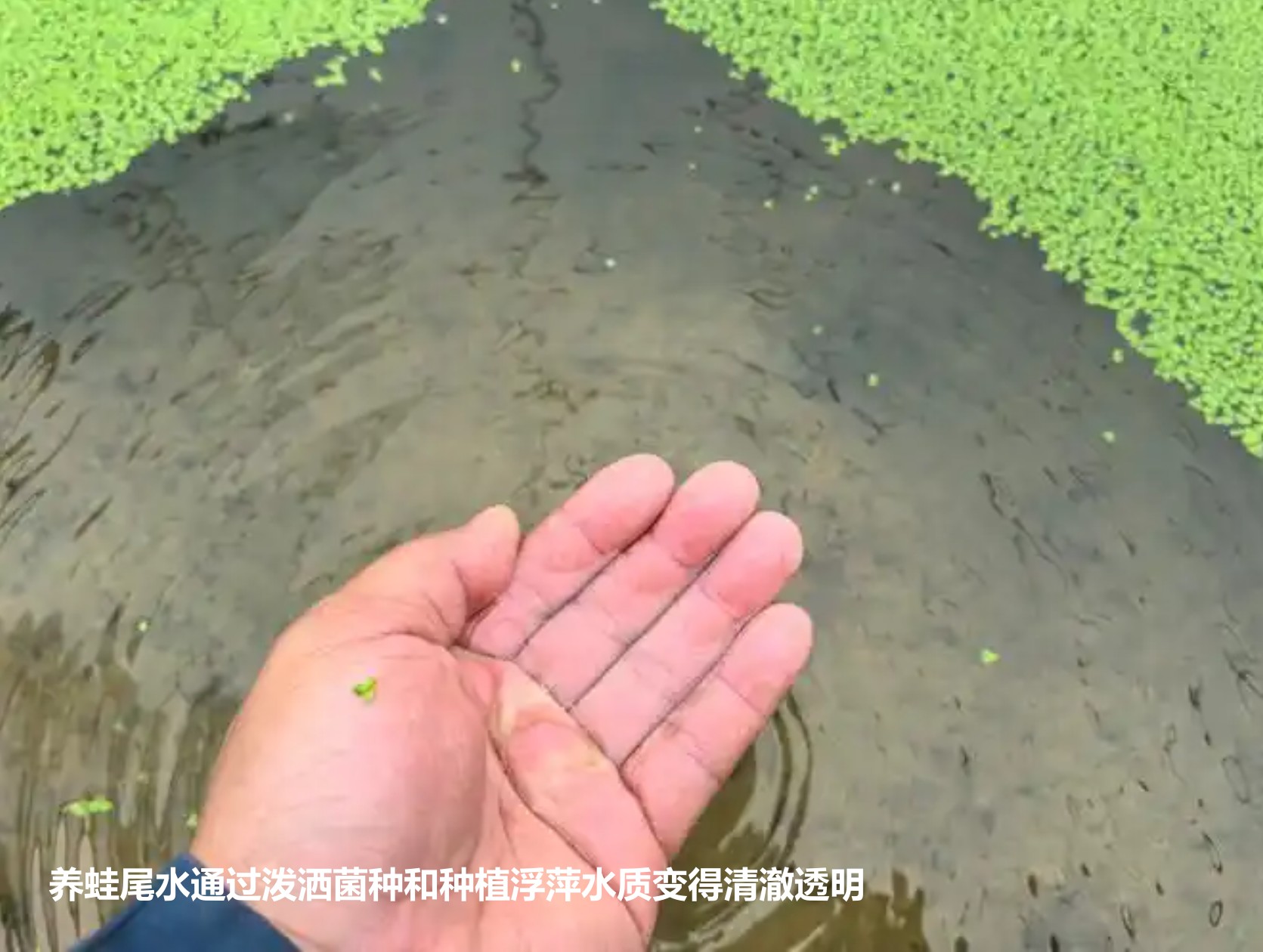 养蛙尾水通过泼洒菌种和种植浮萍水质变得清澈透明.jpg