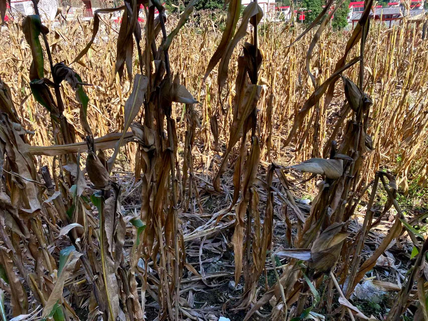 微信图片_20260605105636_455_8.jpg