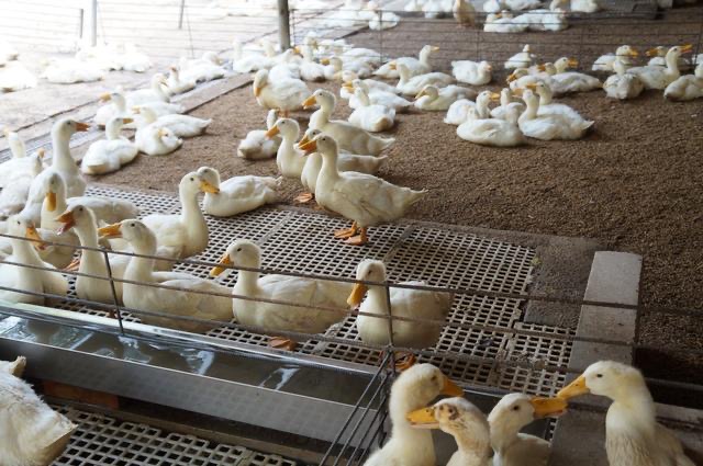17797634432033368.jpg
