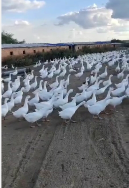 QQ图片20220923100533.png鹅.png