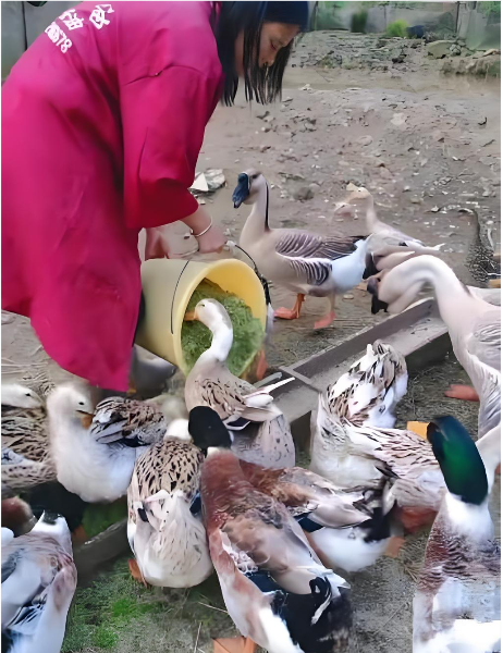 02d95de76a0ced2b5555c02c17ec0d6a_17802999964602384.png 02d95de76a0ced2b5555c02c17ec0d6a_17802999964602384.png